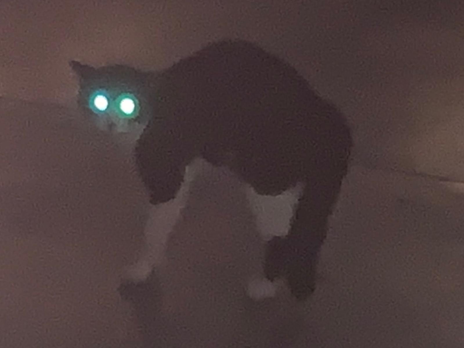 目撃された猫 目撃された猫