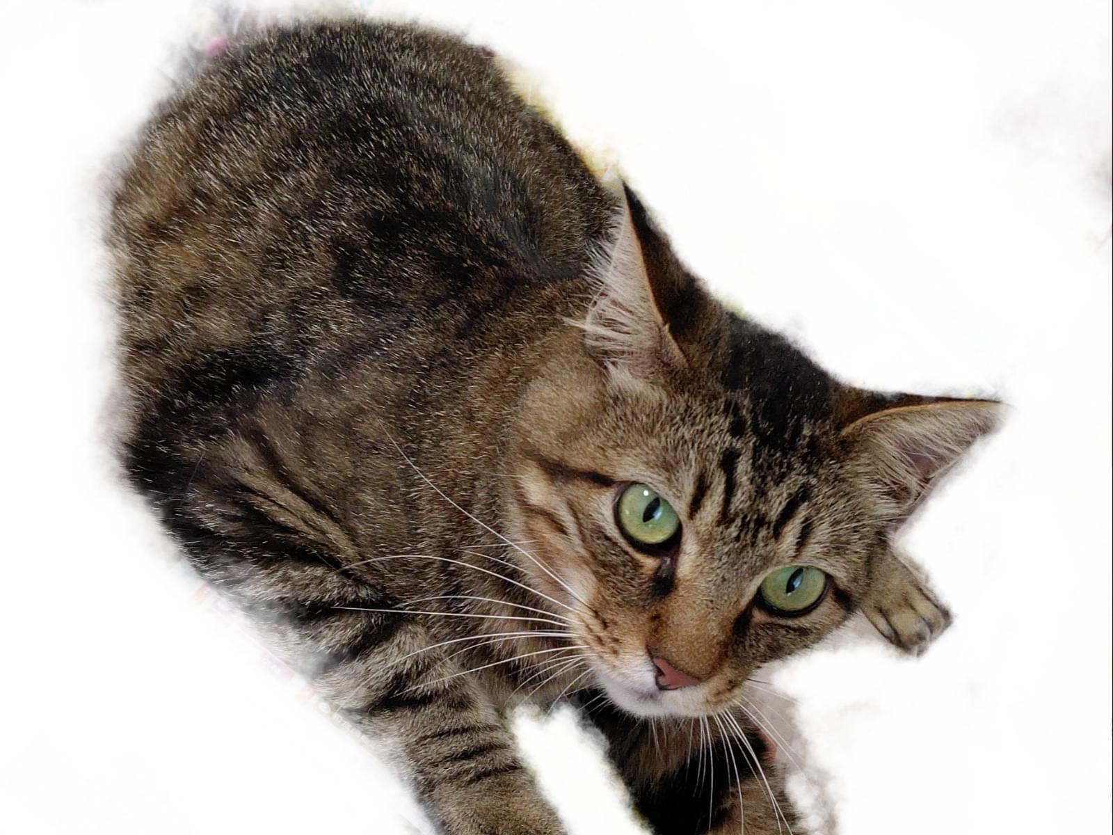 トラちゃん トラちゃん
