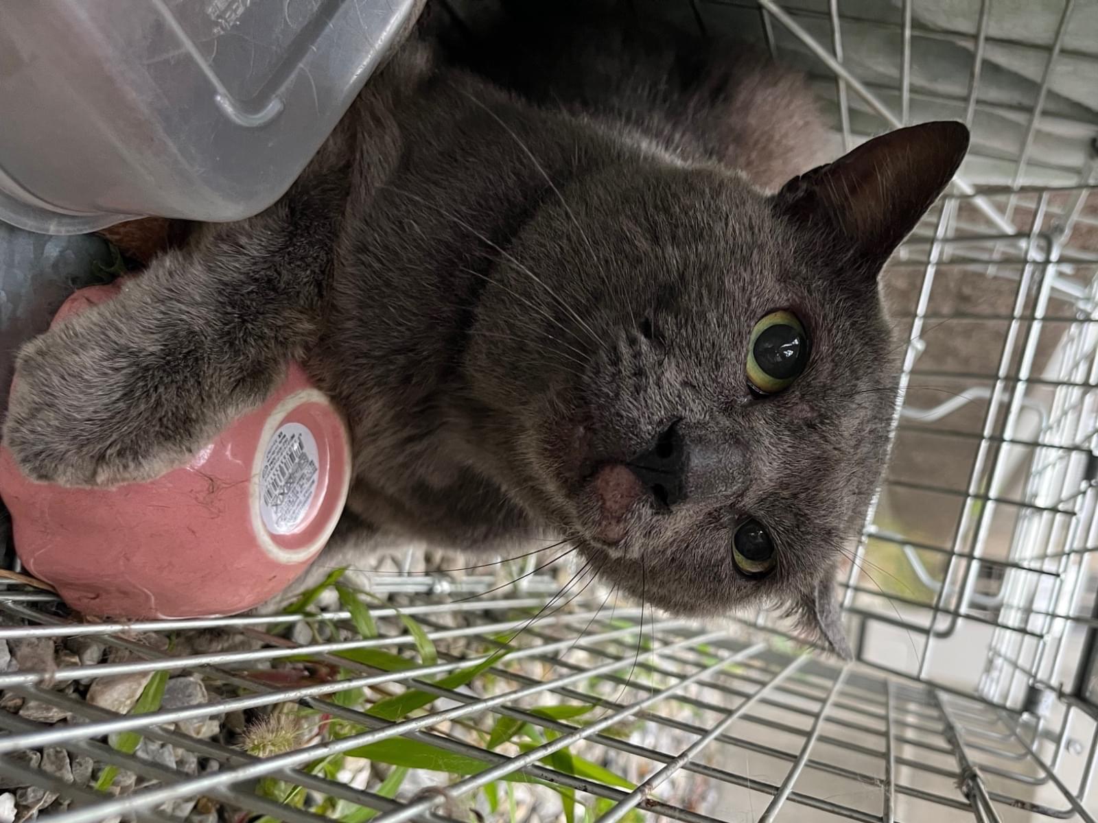 目撃された猫 目撃された猫