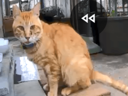 目撃された猫 目撃された猫