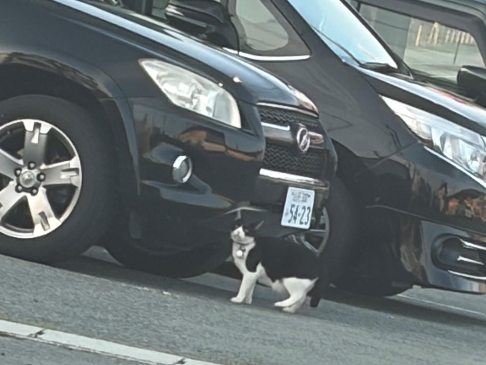 目撃された猫