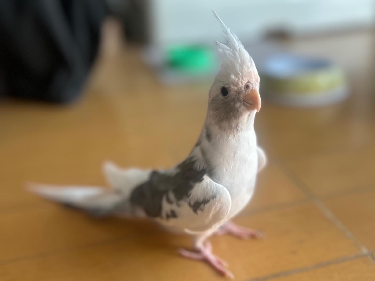 こむぎちゃん こむぎちゃん