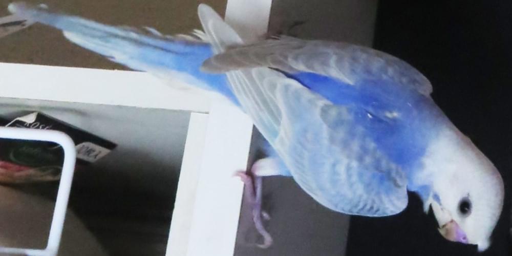 目玉商品 セキセイインコのなりきりパイルおくるみ 青 白 再入荷