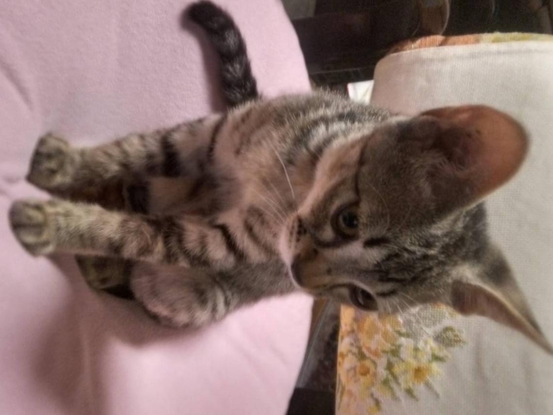 保護された猫