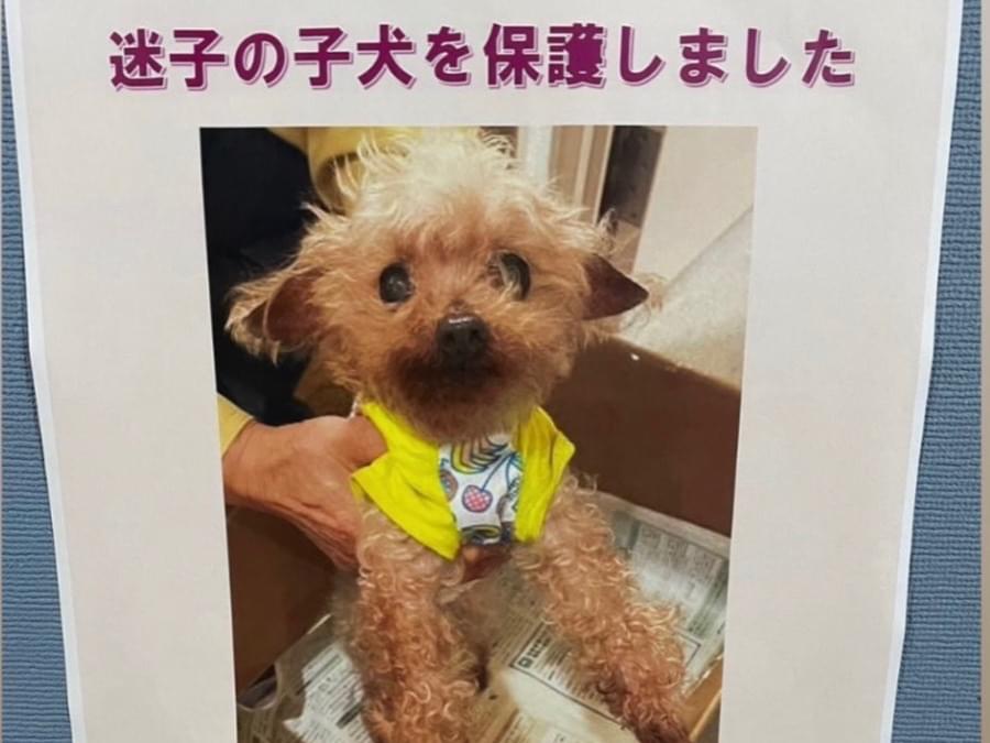 目撃された犬 目撃された犬