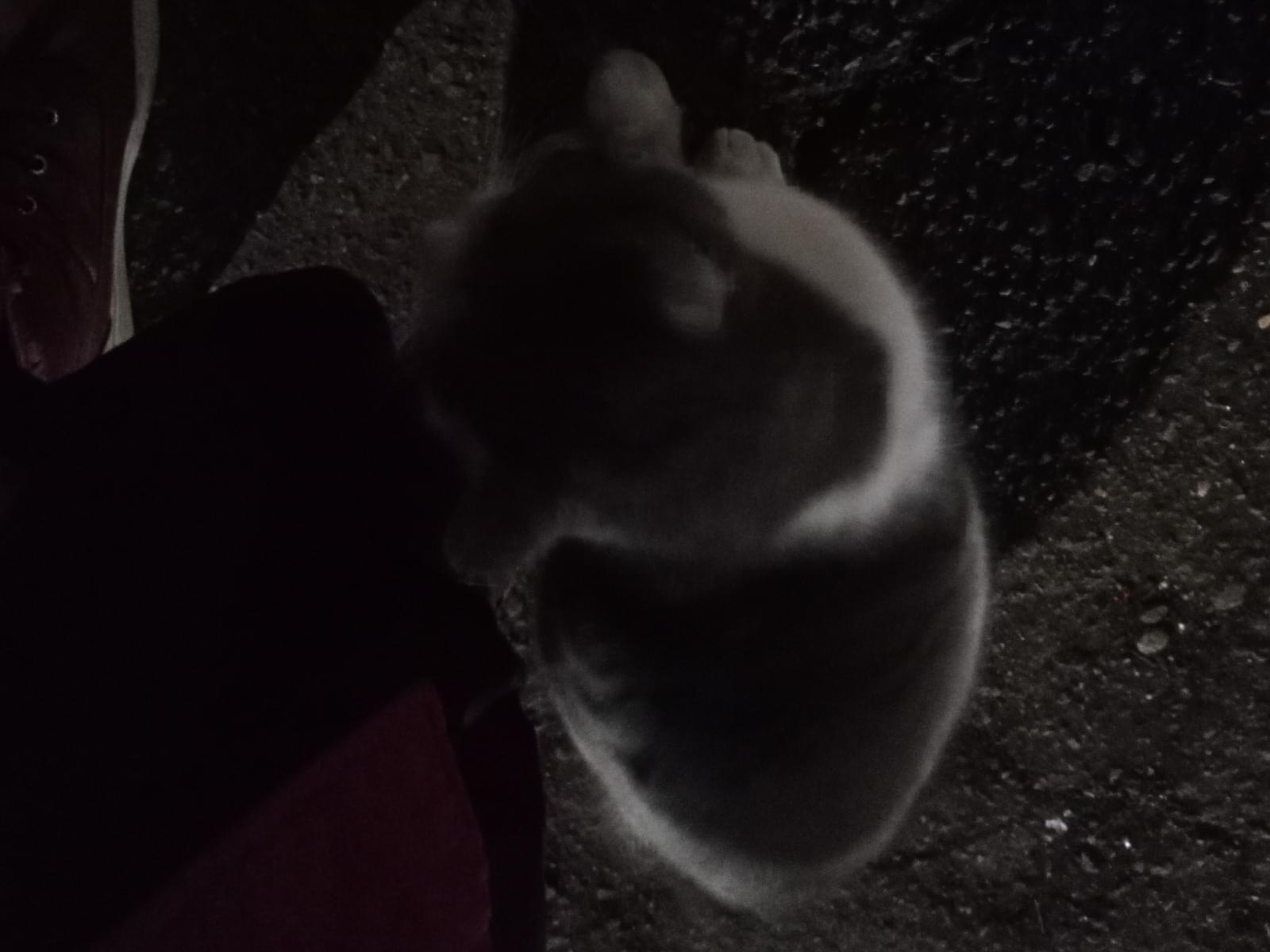 目撃された猫 目撃された猫