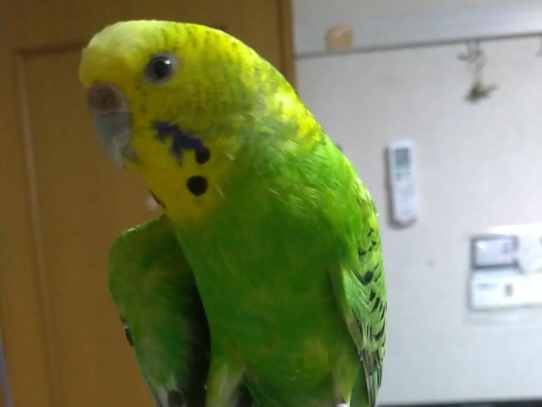 ピーちゃん ピーちゃん