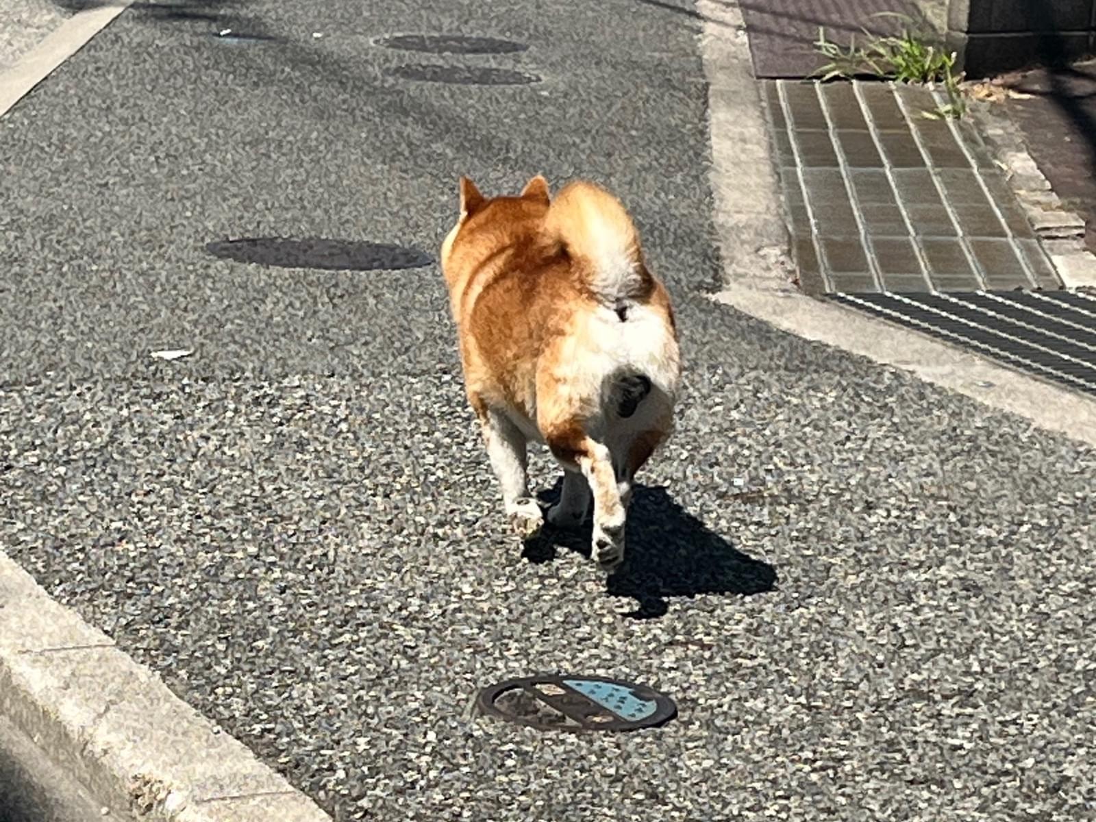目撃された犬 目撃された犬