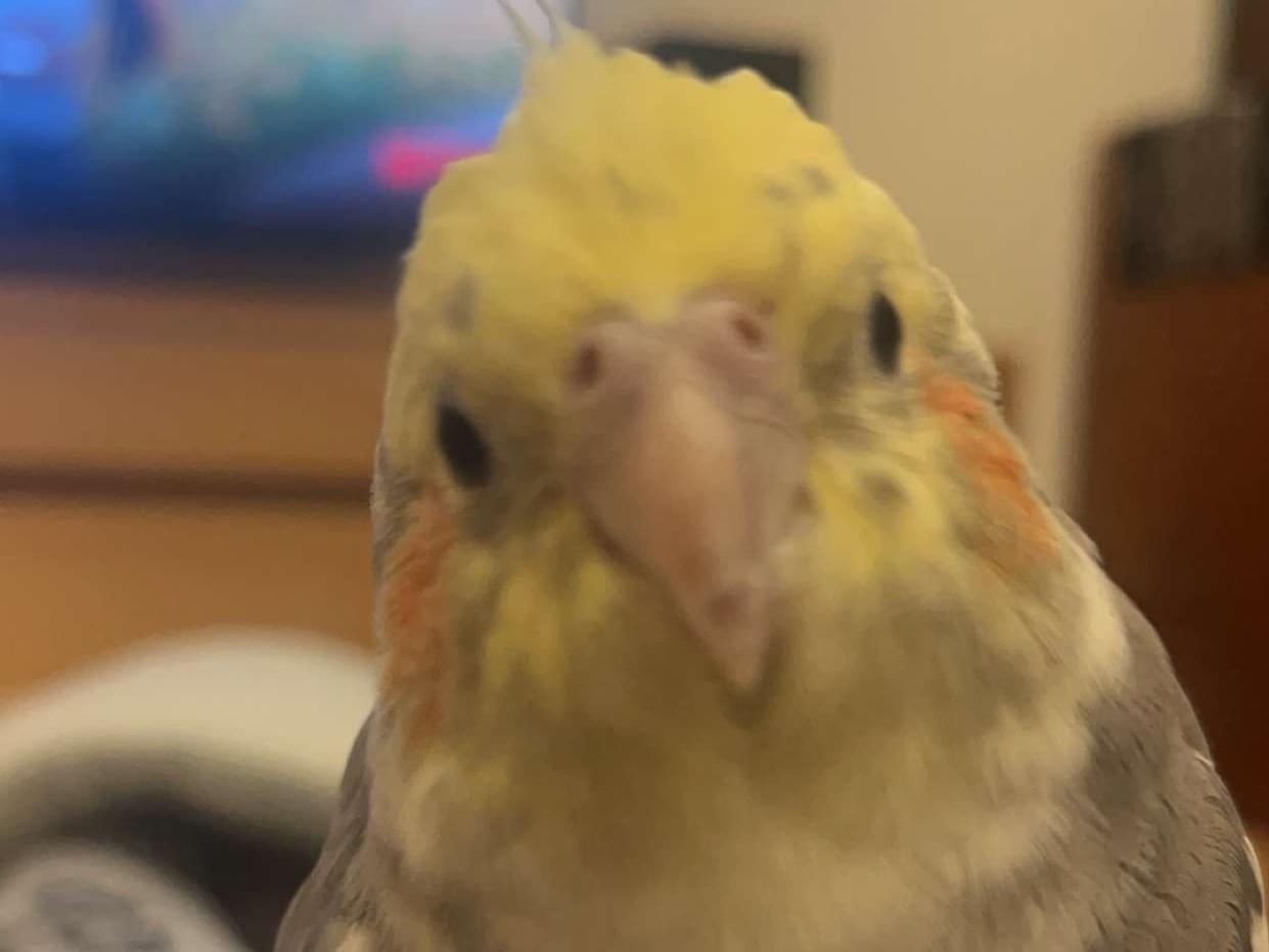 からあげちゃん からあげちゃん