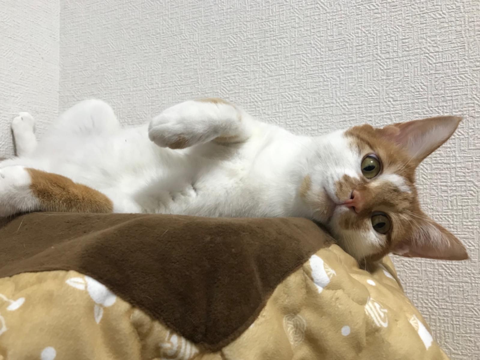 タッキーちゃん タッキーちゃん
