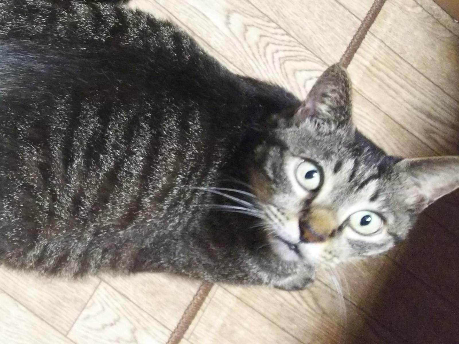 ちゃこちゃん ちゃこちゃん