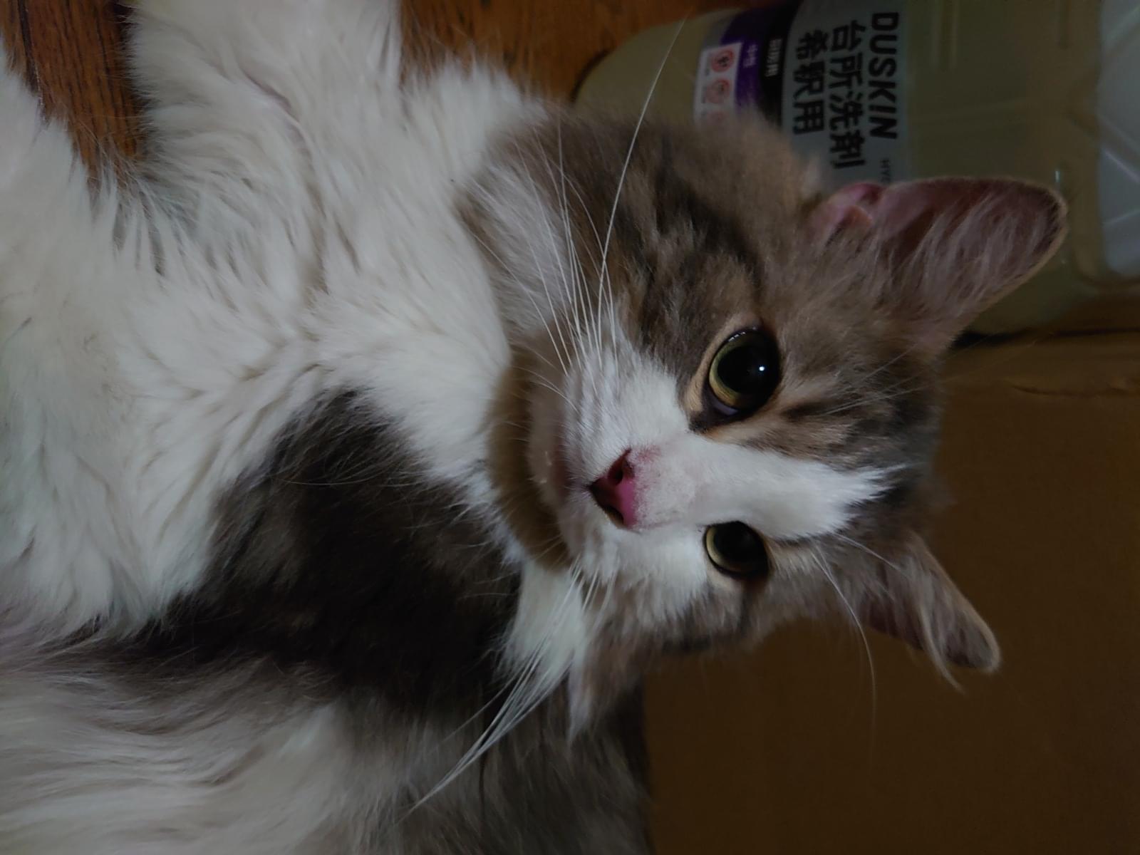 保護された猫 保護された猫