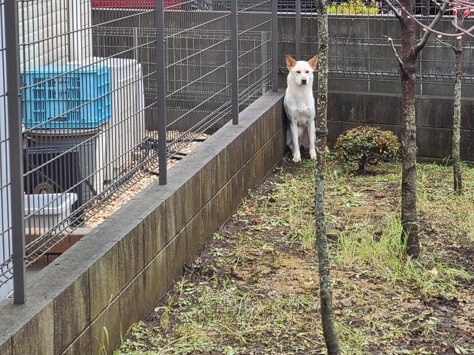 目撃された犬 目撃された犬