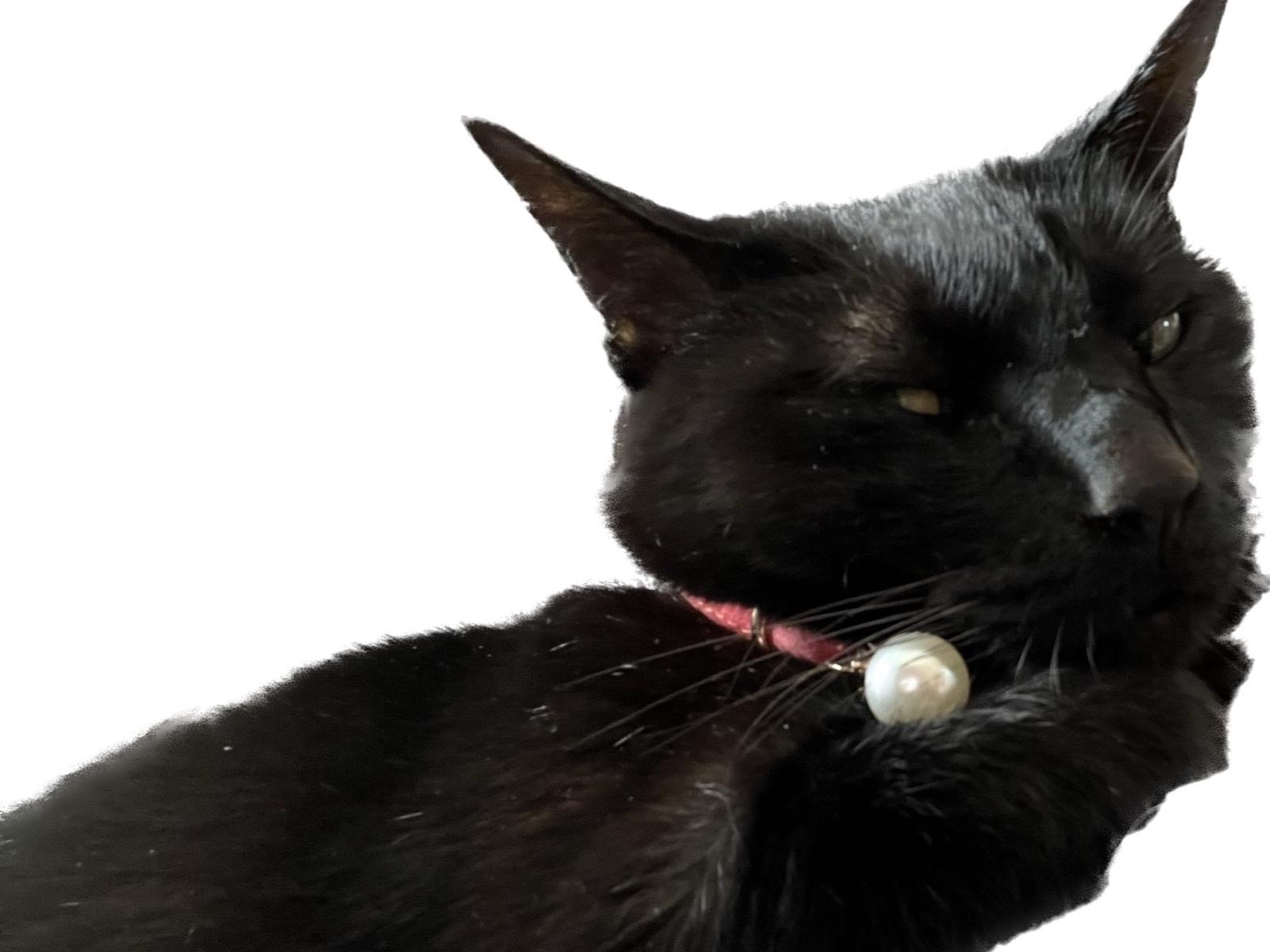 Johnny&#39;s - 黒猫卯 はいチーズ🤳🙌 エンジェルマークおしゃんやねぇ