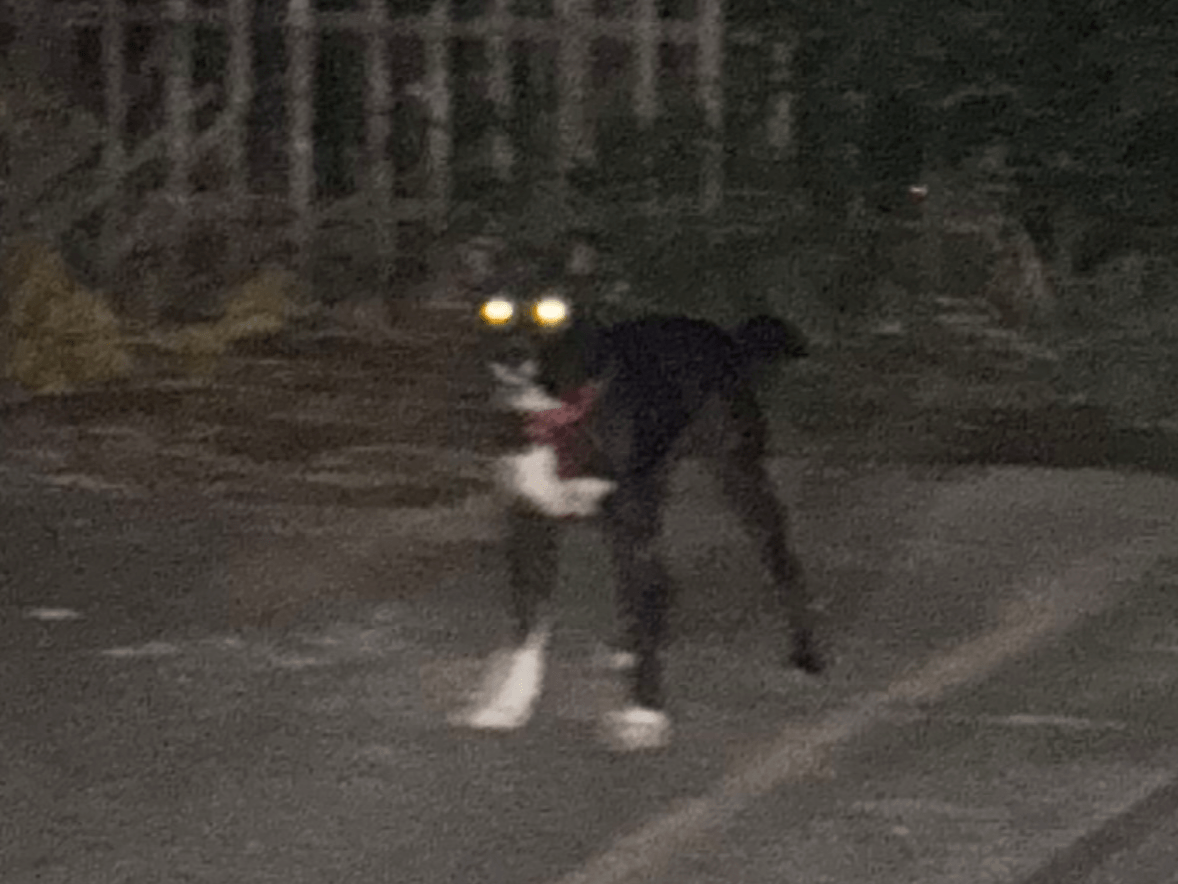 目撃された犬 目撃された犬