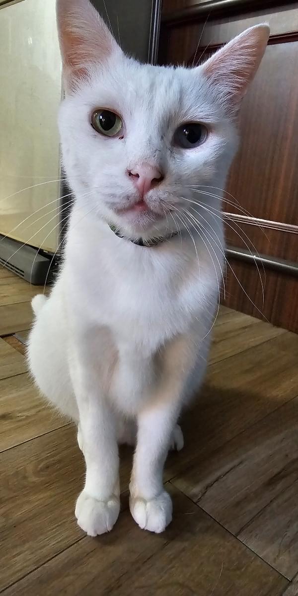 白猫見てませんか