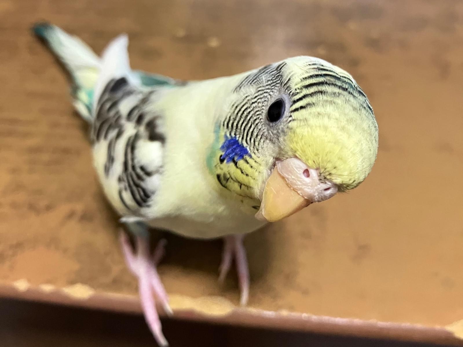 コハクちゃん コハクちゃん