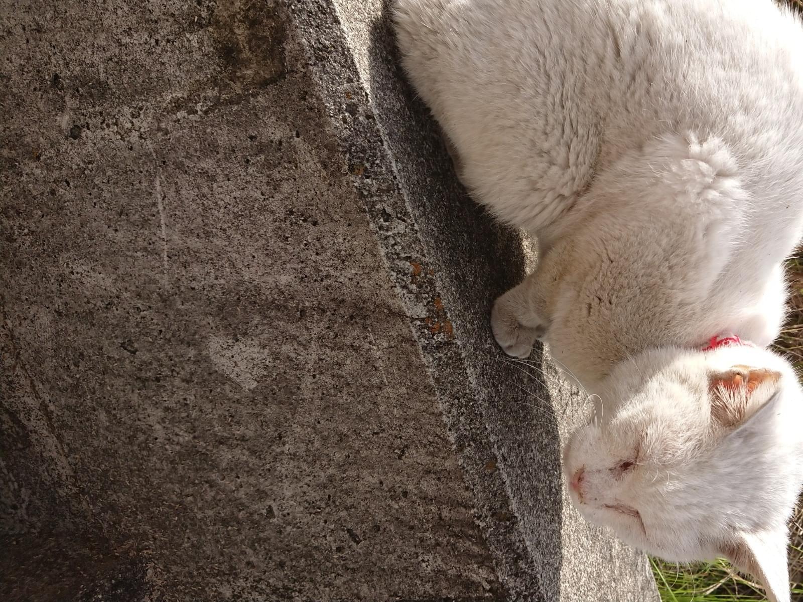 目撃された猫 目撃された猫