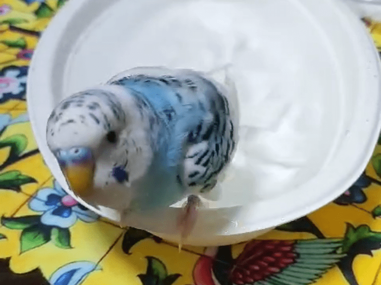 オセアンちゃん オセアンちゃん