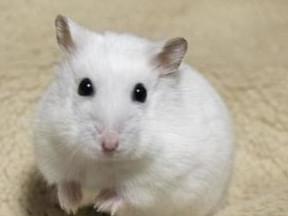 コジローちゃん コジローちゃん