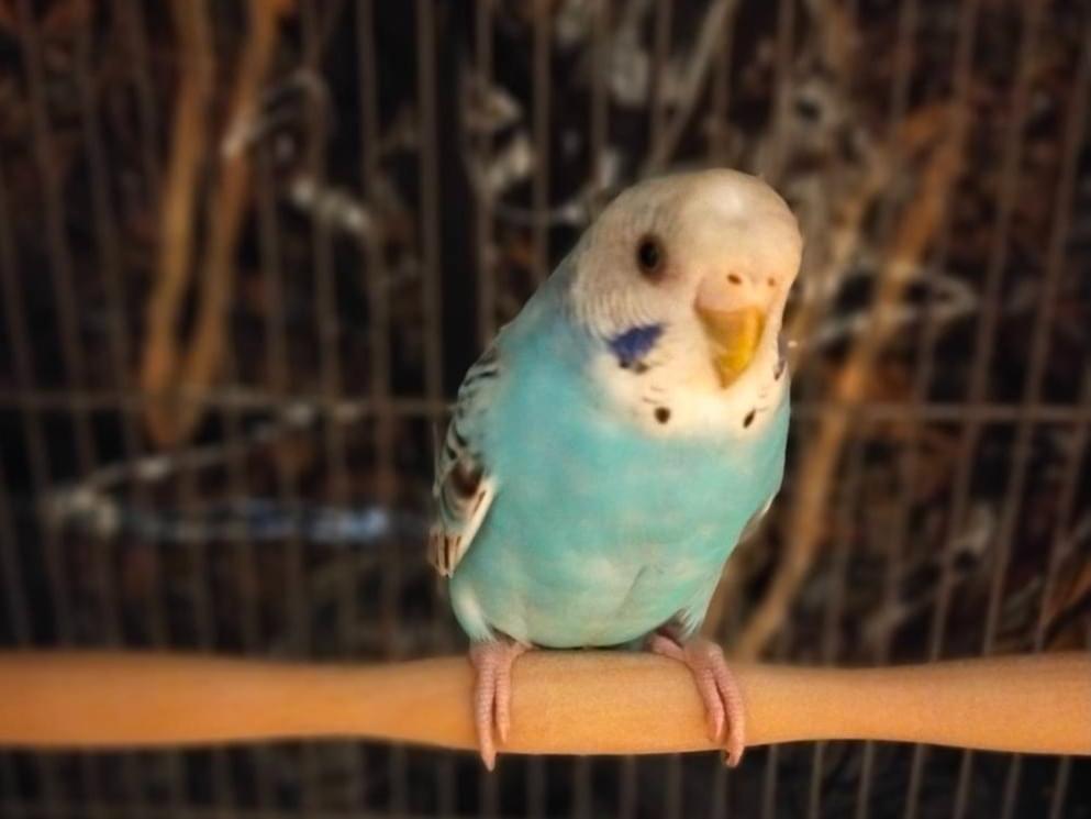 保護された鳥 保護された鳥