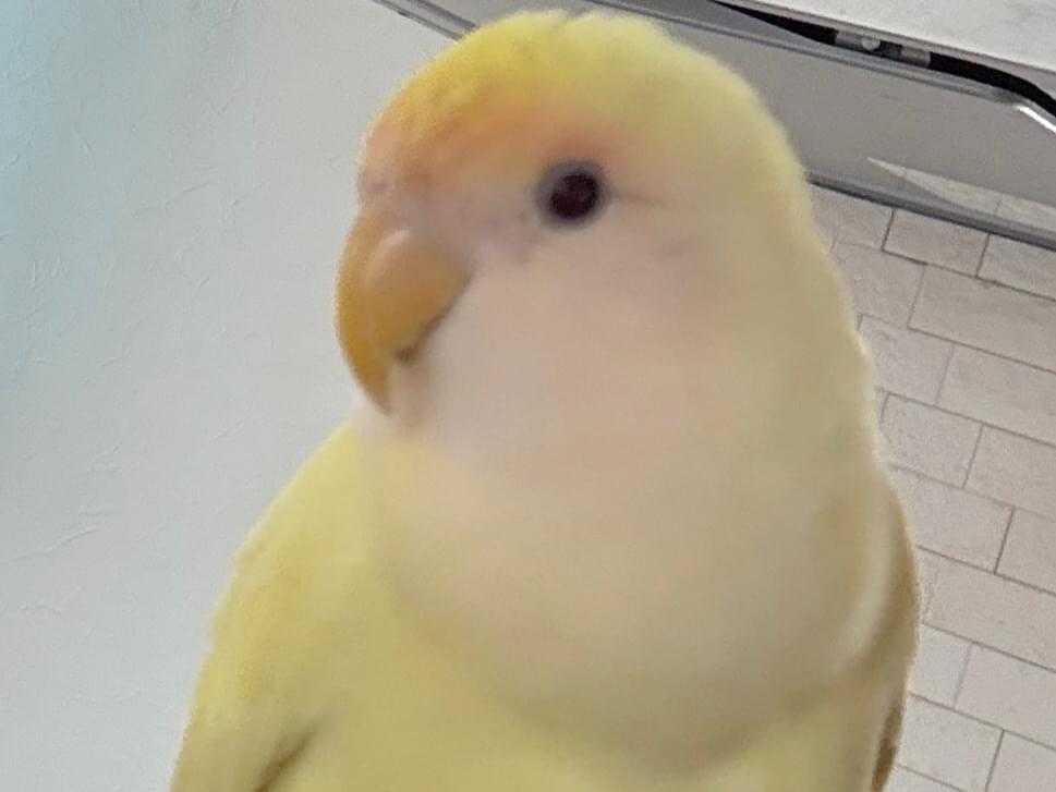 目撃された鳥