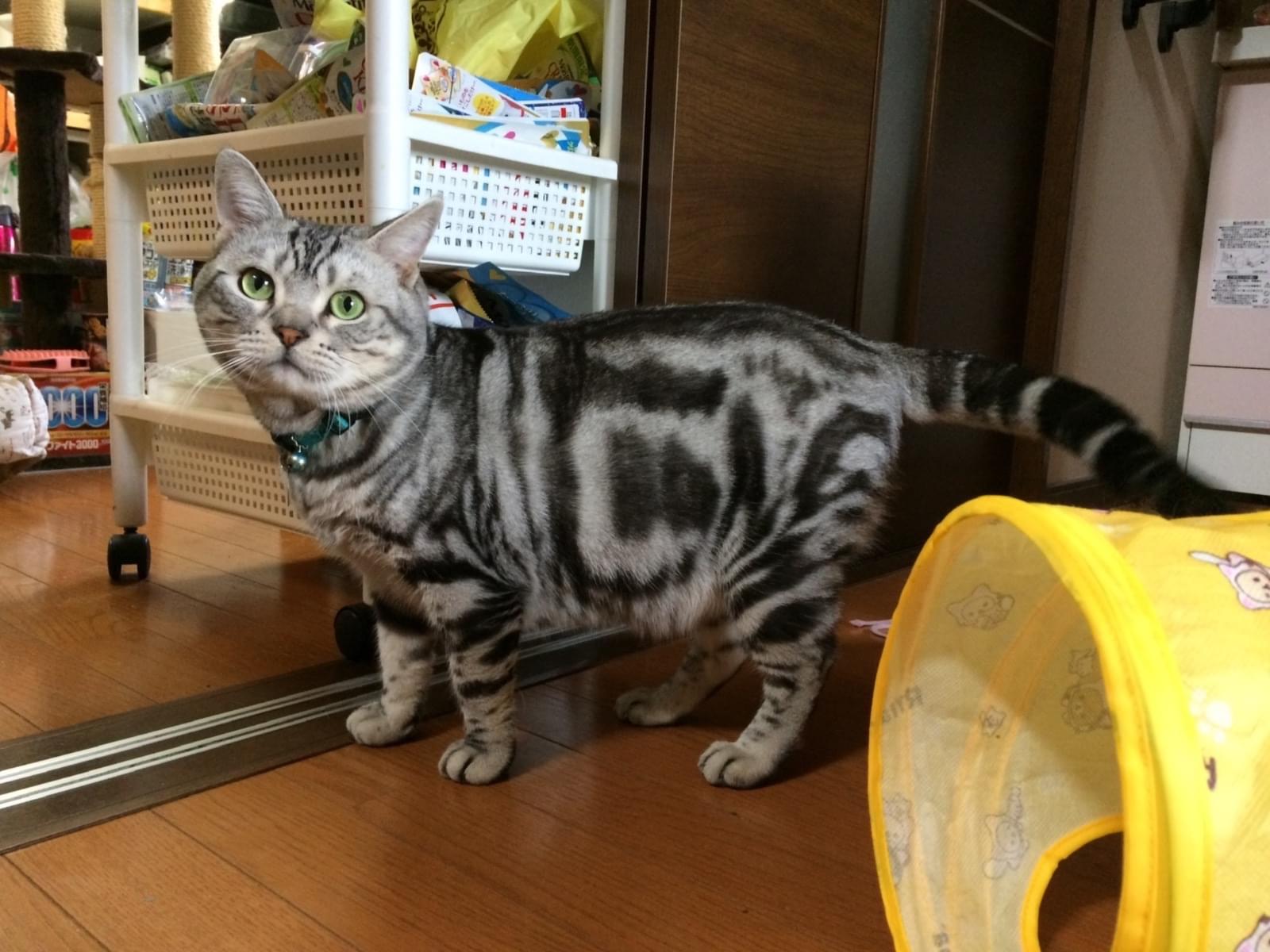 リョウマちゃん リョウマちゃん