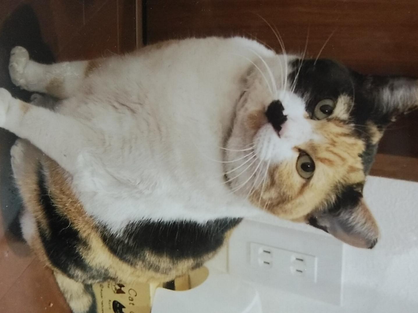 ミケコちゃん ミケコちゃん