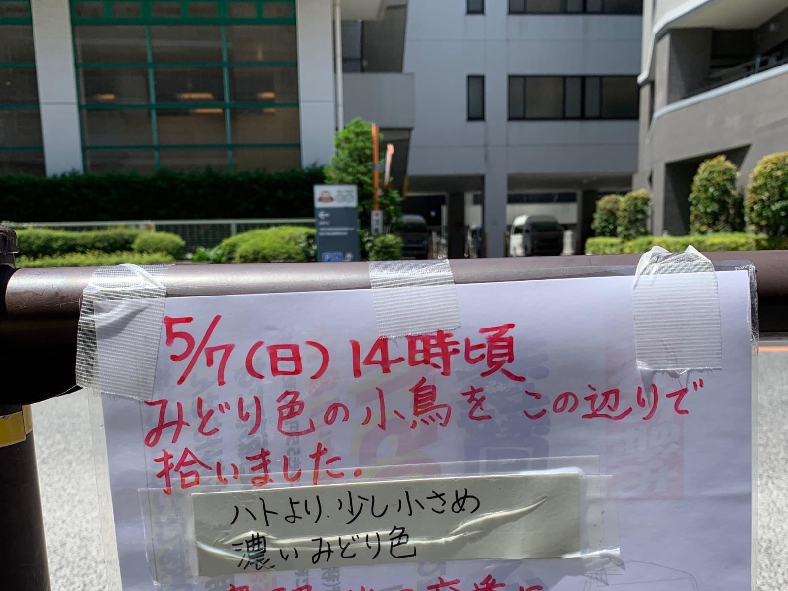 目撃された鳥 目撃された鳥