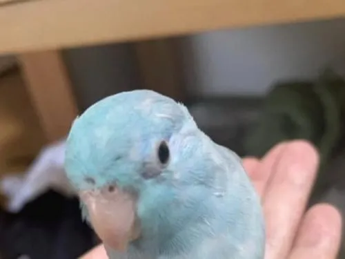 青色のマメルリハインコ 青色のマメルリハインコ