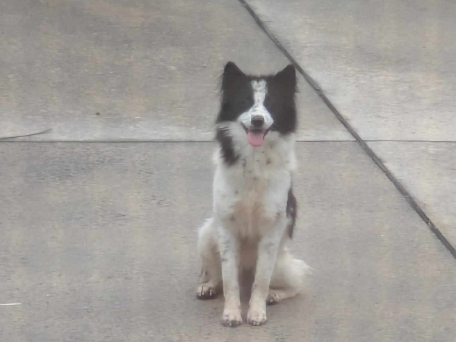 目撃された犬 目撃された犬