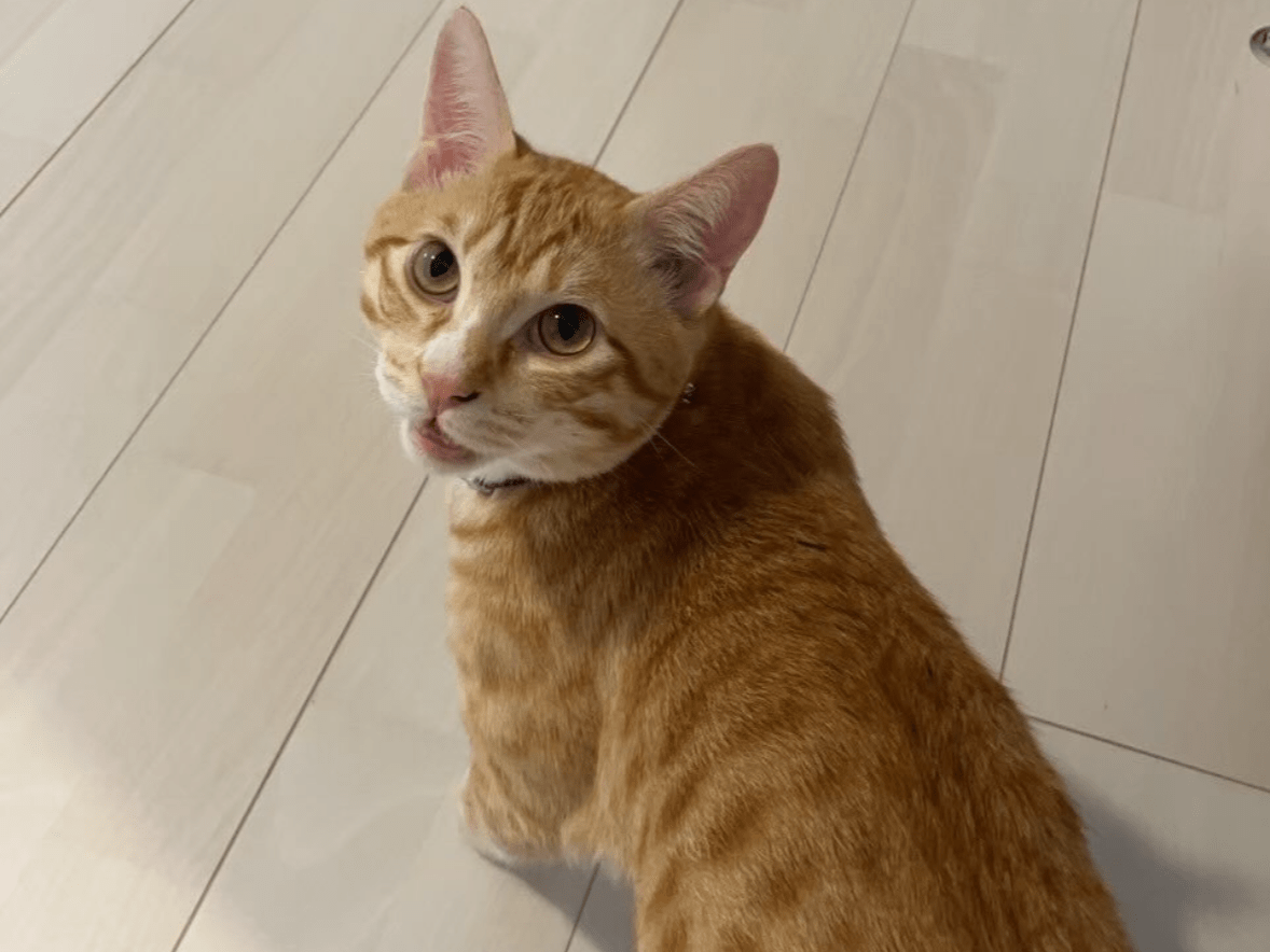 ニヤちゃん ニヤちゃん