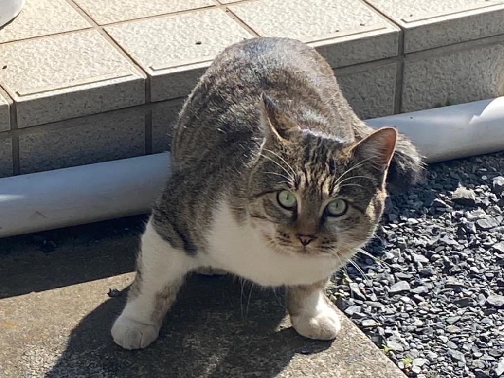 目撃された猫 目撃された猫