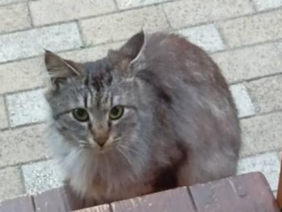 目撃された猫