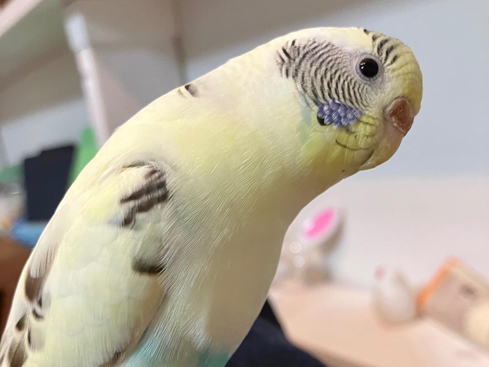 ミルクちゃん ミルクちゃん