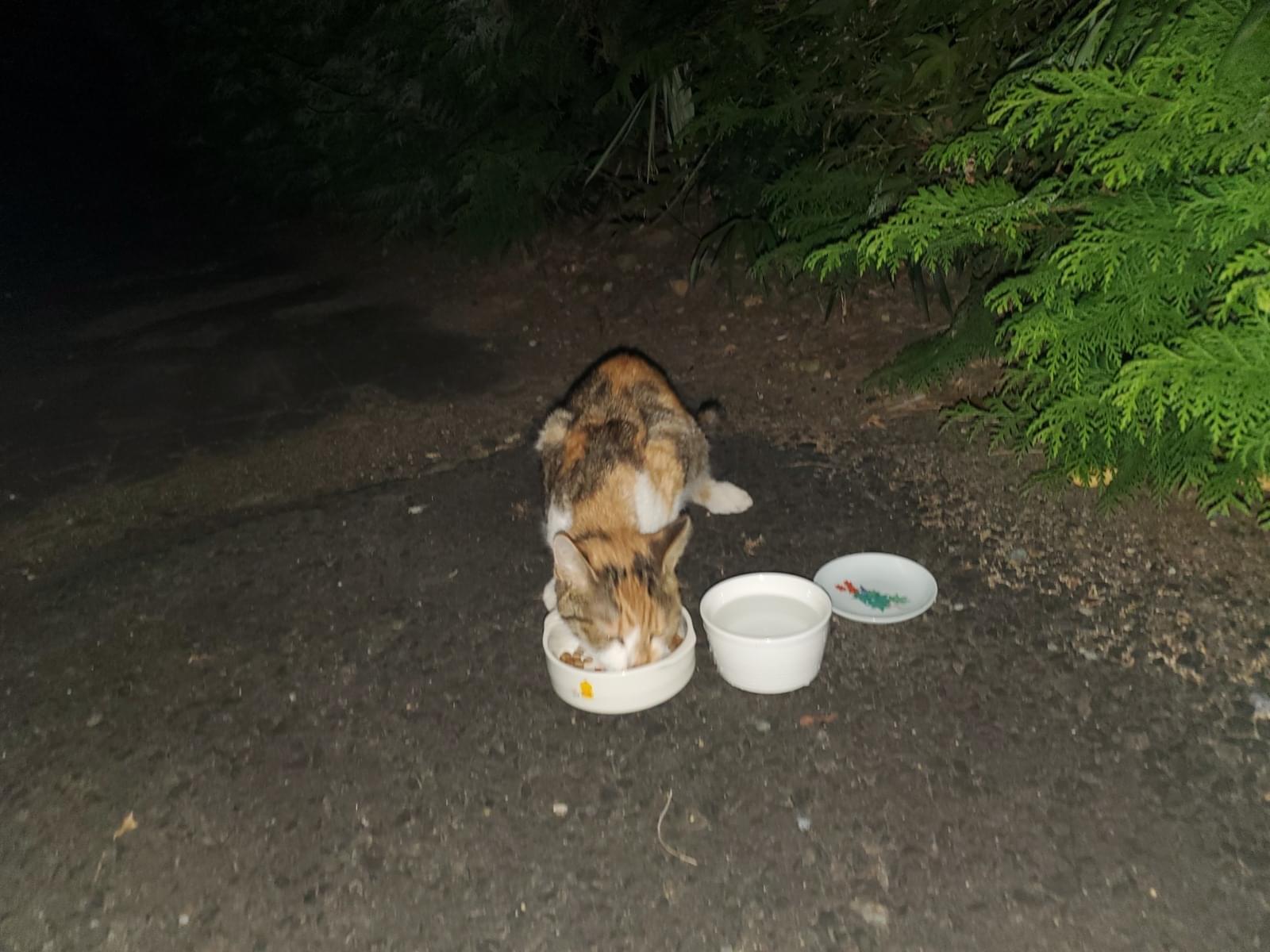 保護された猫 保護された猫