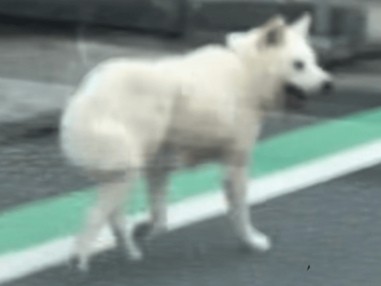 目撃された犬 目撃された犬
