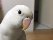 ハクちゃん ハクちゃん