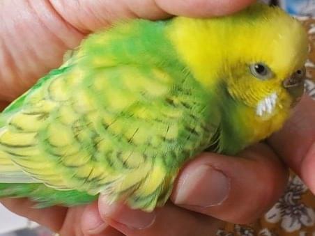 保護された鳥 保護された鳥