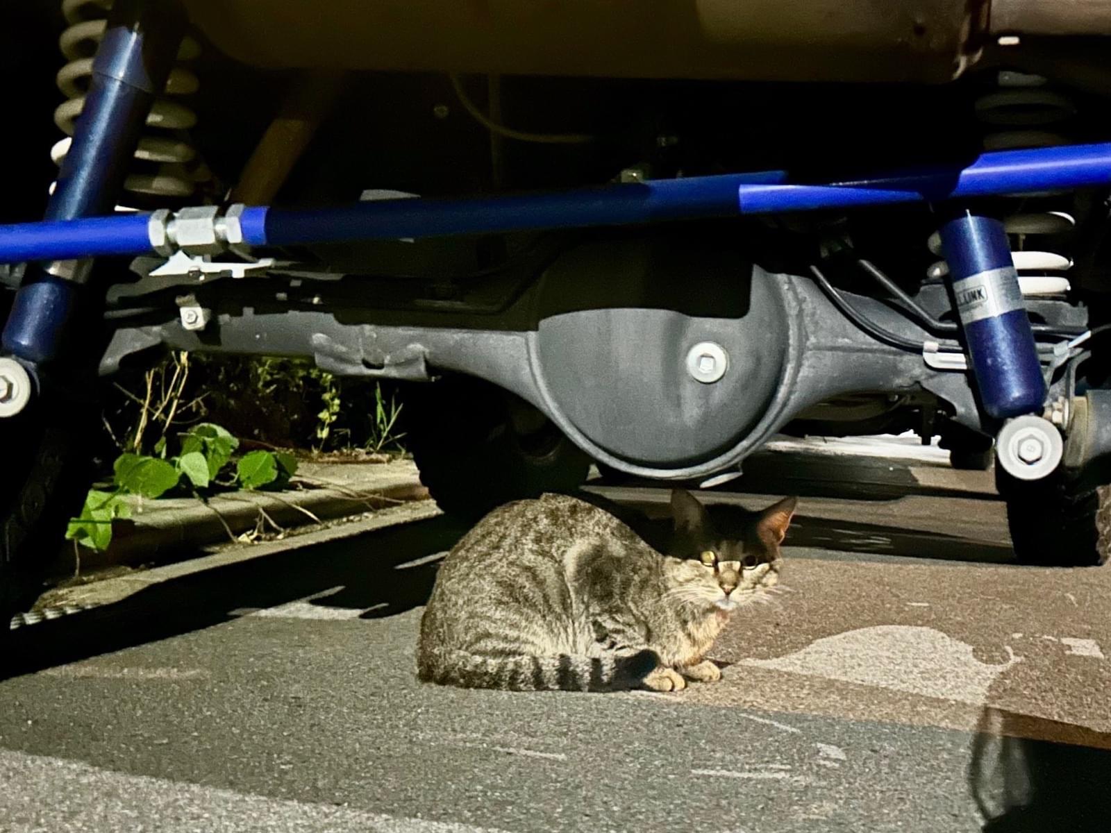 目撃された猫 目撃された猫