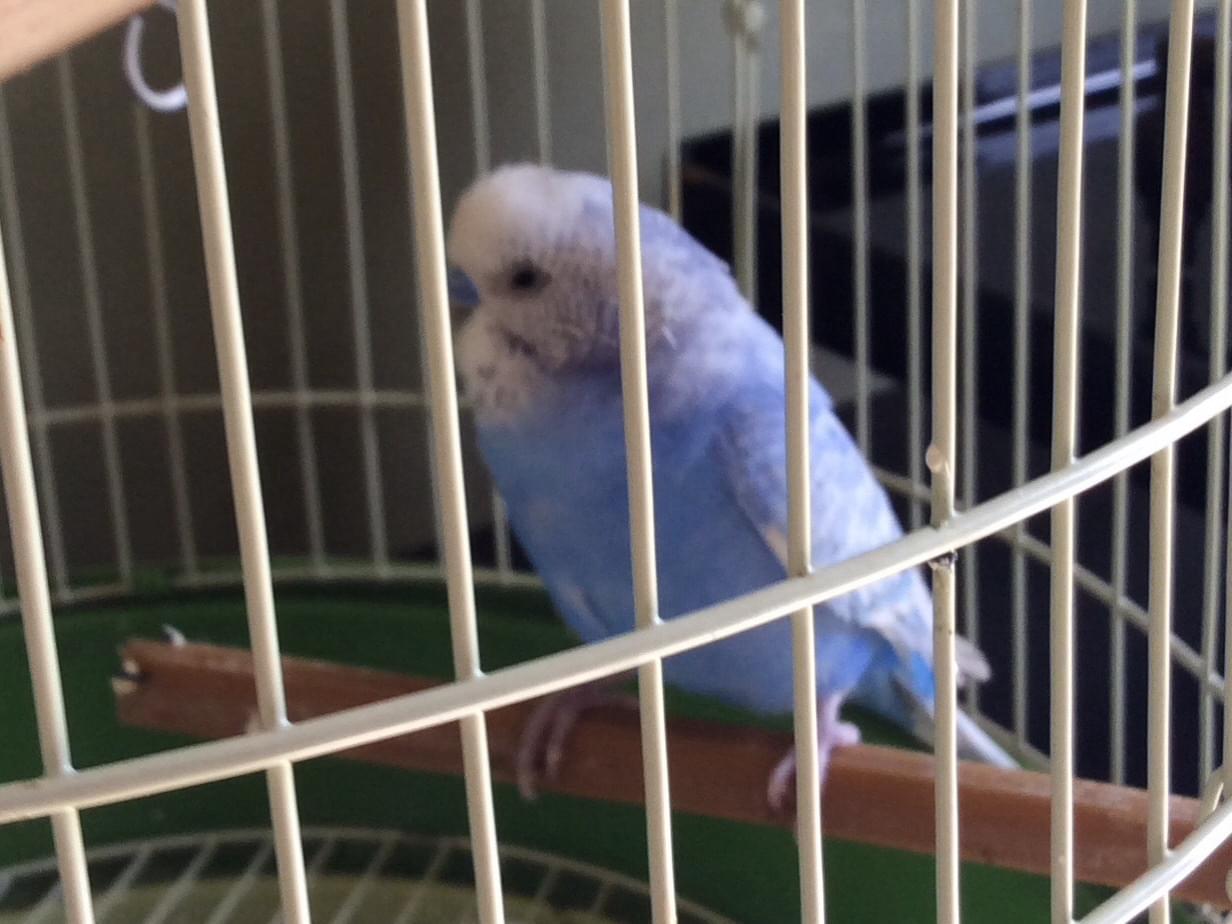 保護された鳥 保護された鳥