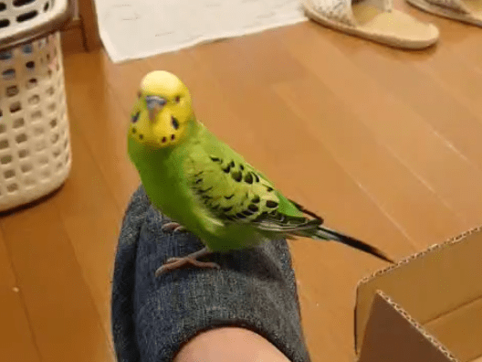 ふうちゃん ふうちゃん