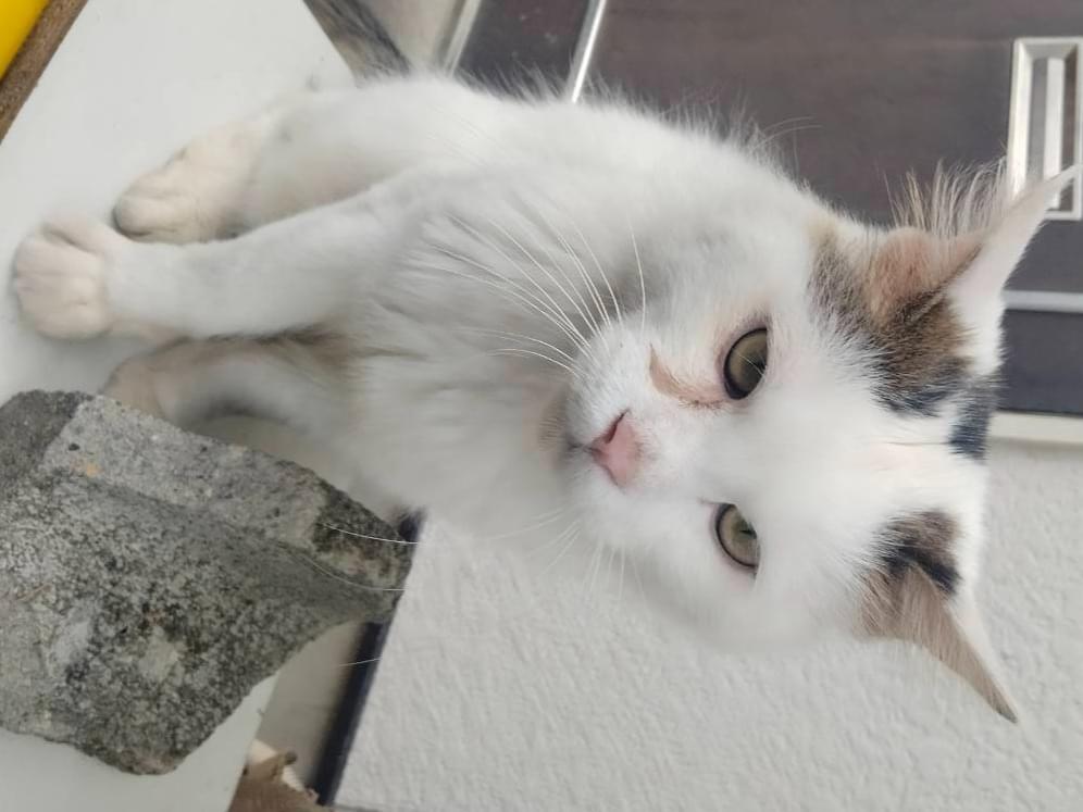 保護された猫 保護された猫