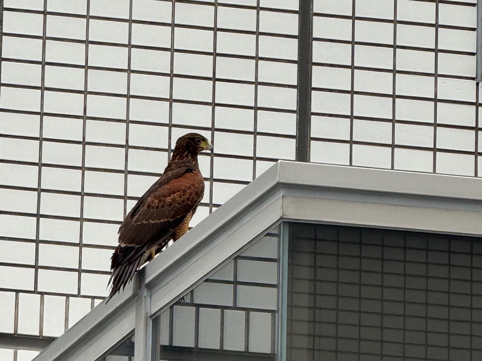 目撃された鳥 目撃された鳥