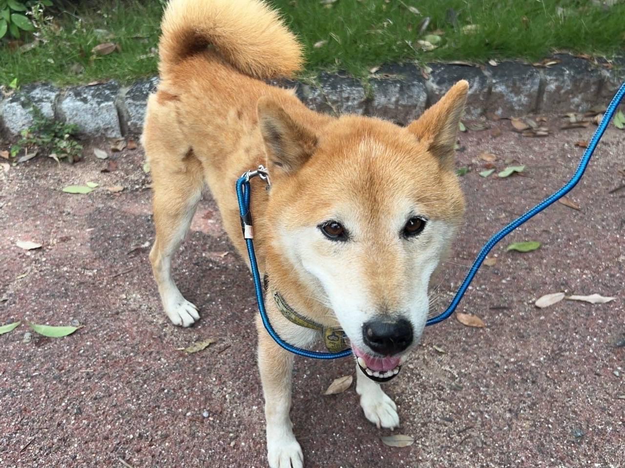 保護された柴犬ちゃん 保護された柴犬ちゃん