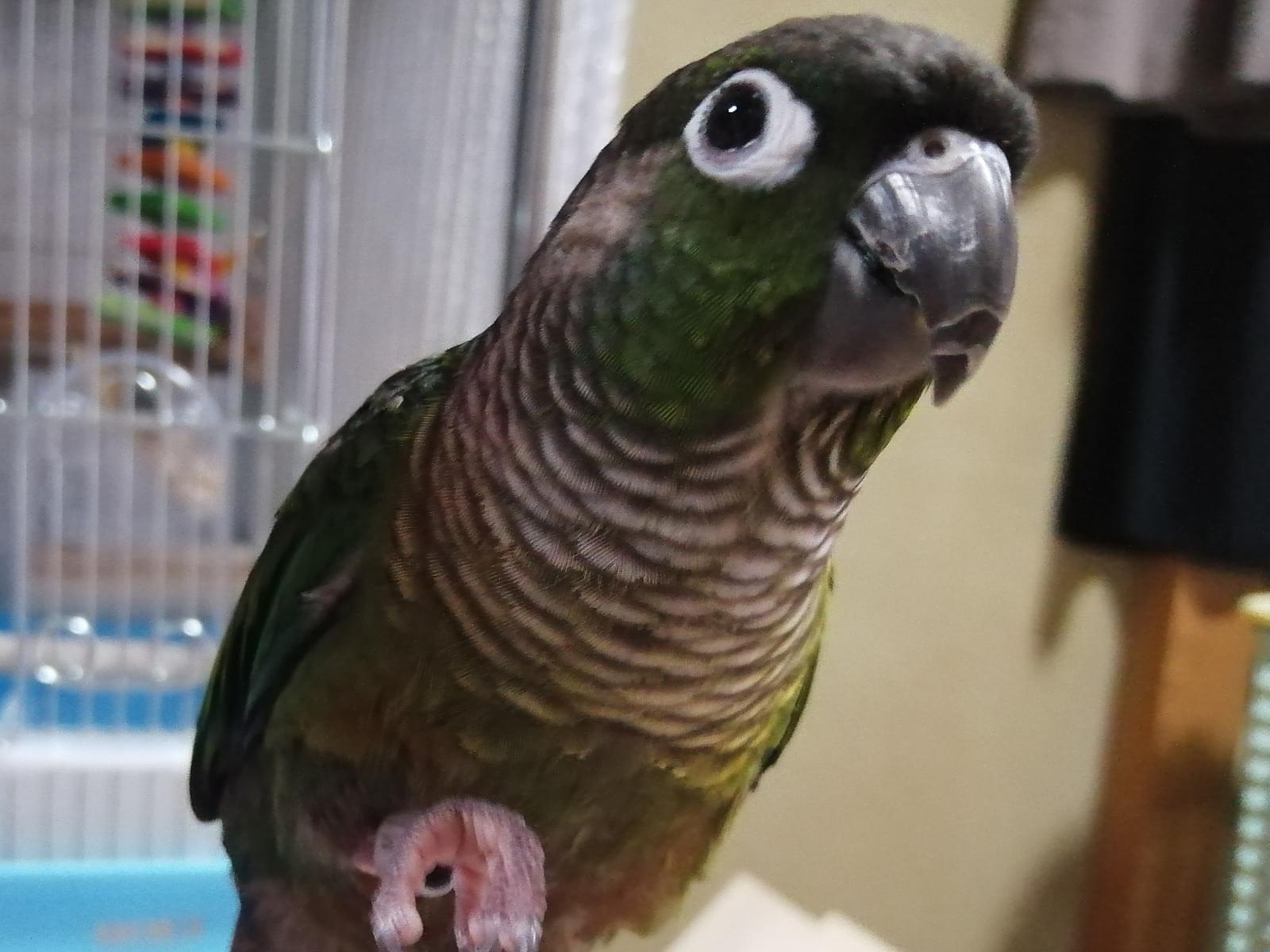 よもぎちゃん よもぎちゃん
