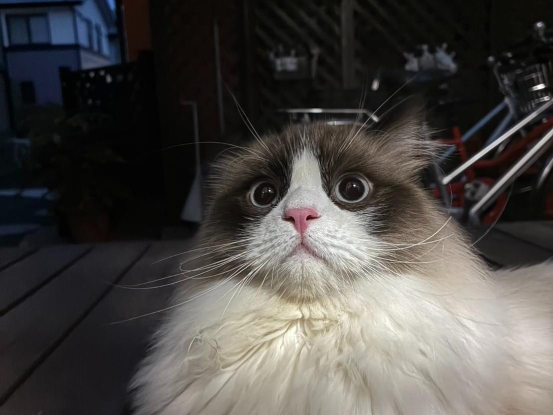 目撃された猫