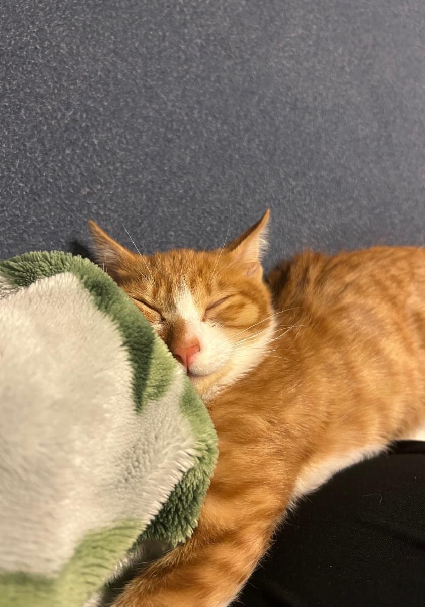 茶トラの猫(しっぽが折れ曲がっています)を探しております