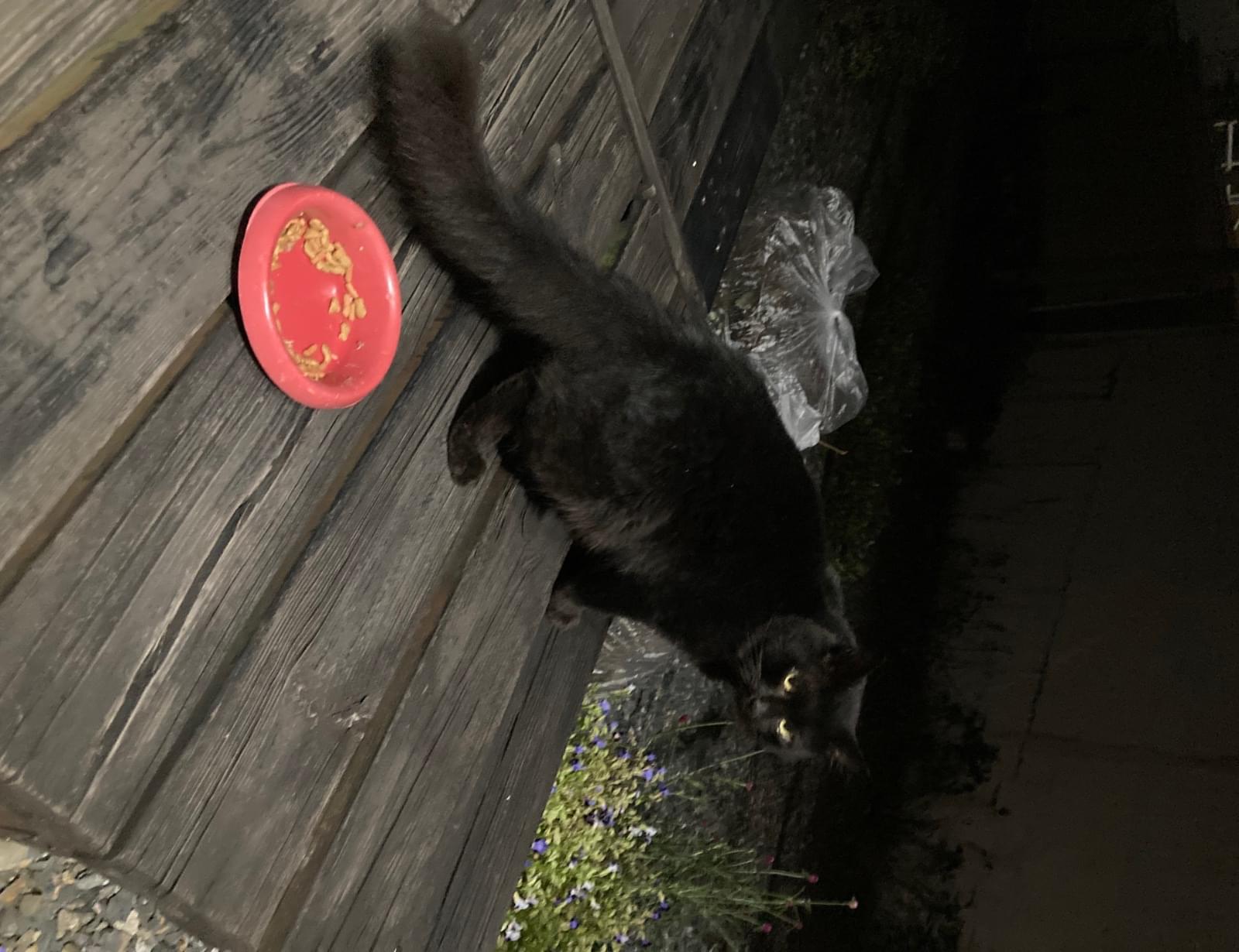長毛の黒猫