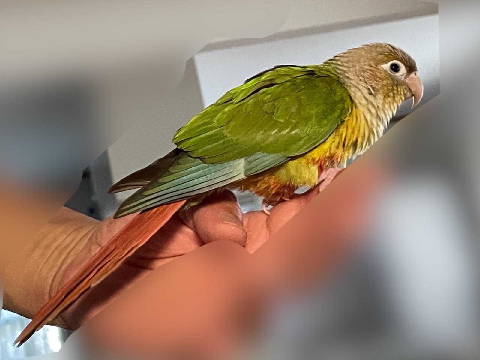 保護された鳥 保護された鳥